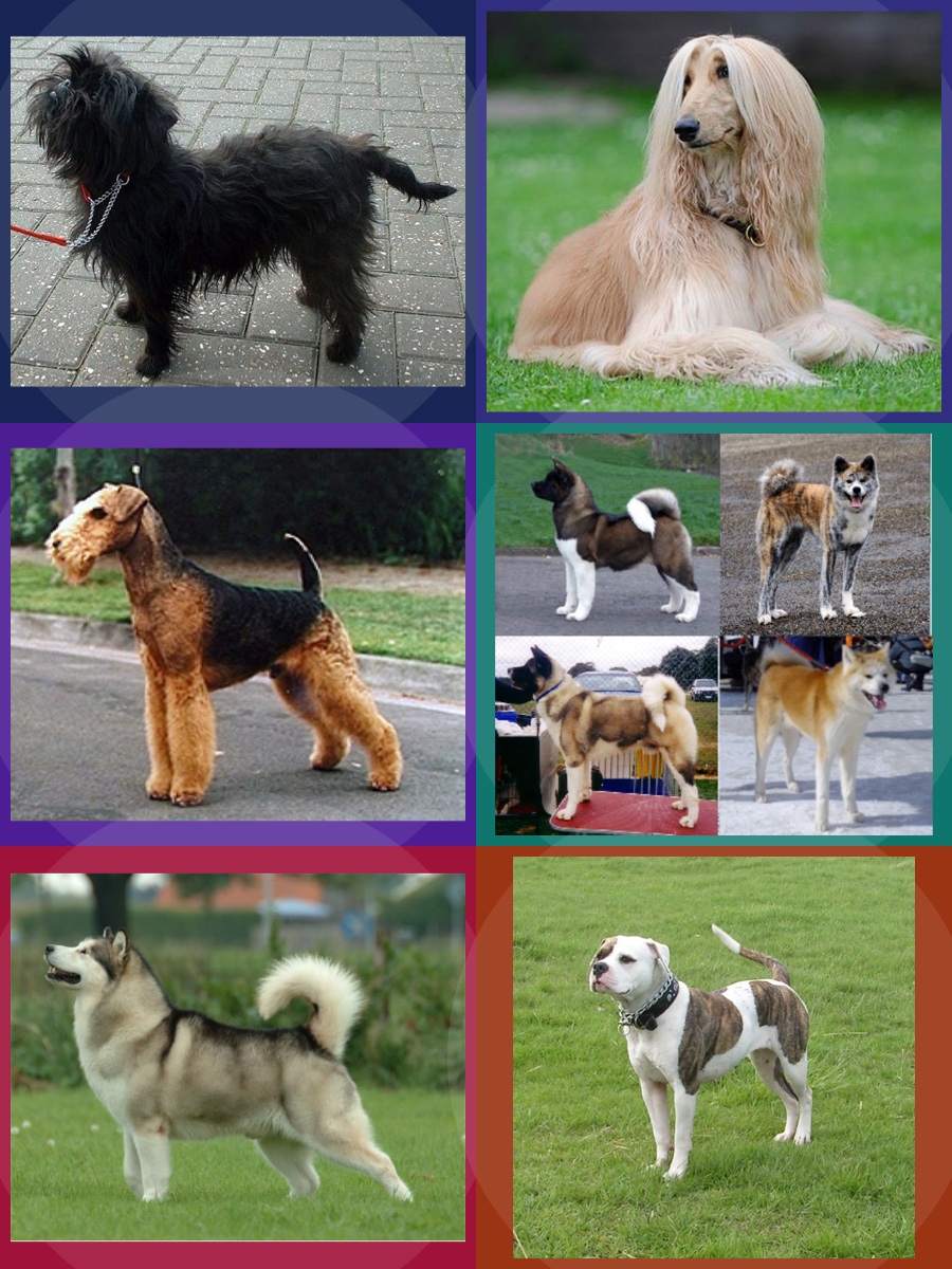 Raças de Cachorro